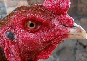 国产爆料 第4页