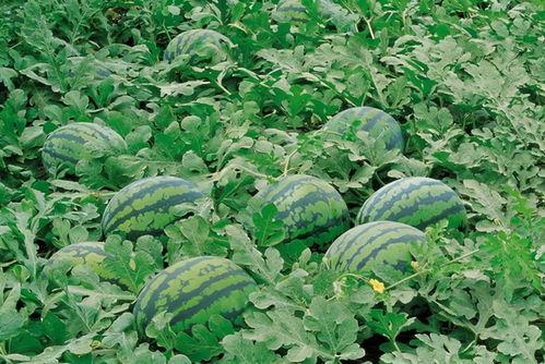 五一吃瓜网最新官方入口,揭秘五一假期热门瓜料，独家爆料一网打尽！